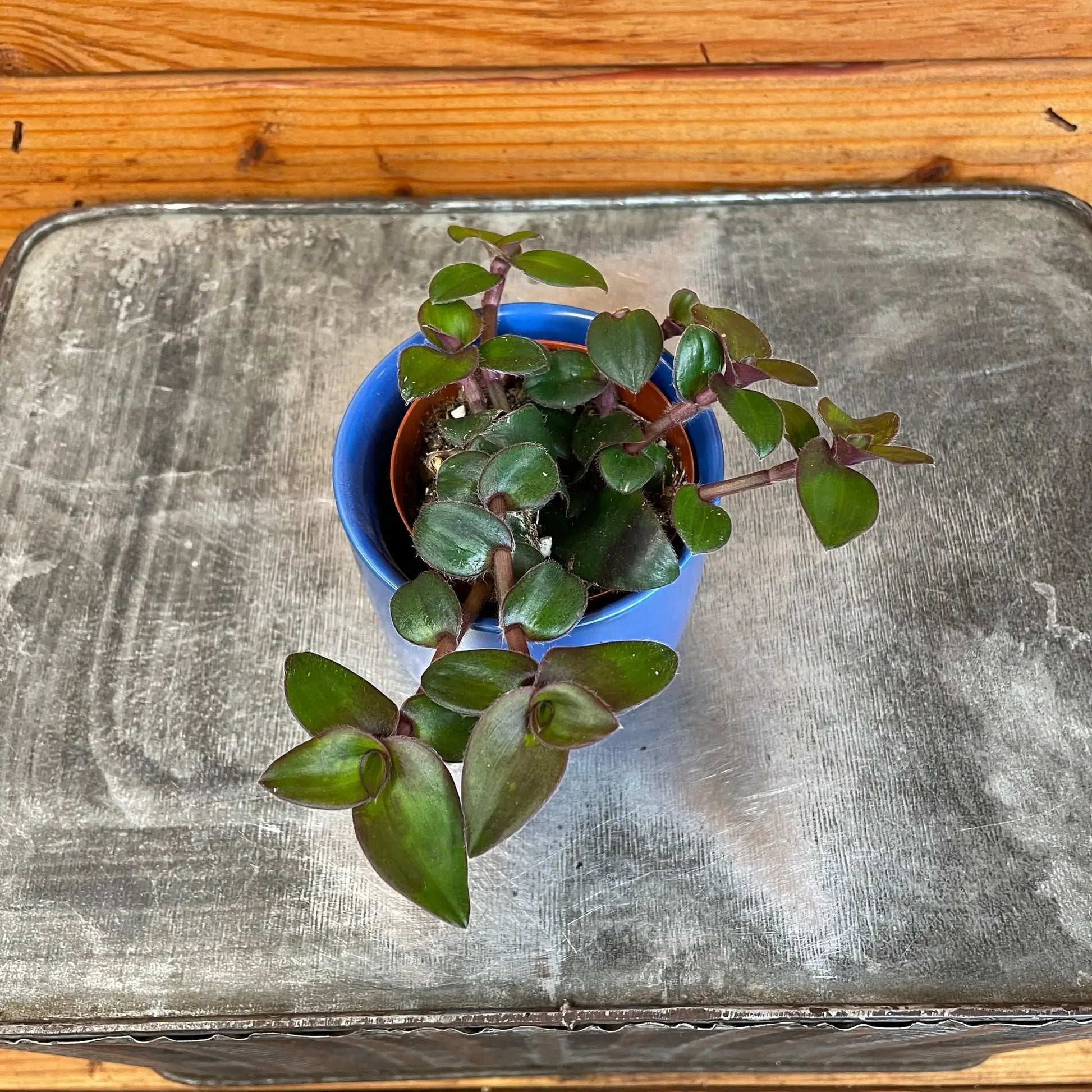 Tradescantia Hijau Baru, 2" Plant - Tampa Home & Garden Store