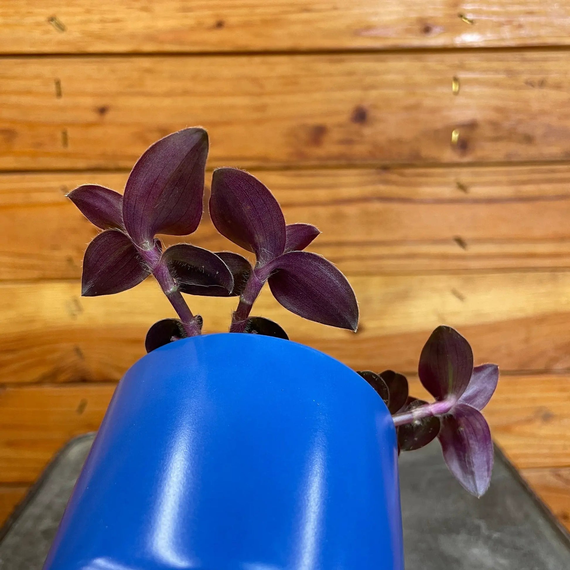 Tradescantia Hijau Baru, 2" Plant - Tampa Home & Garden Store