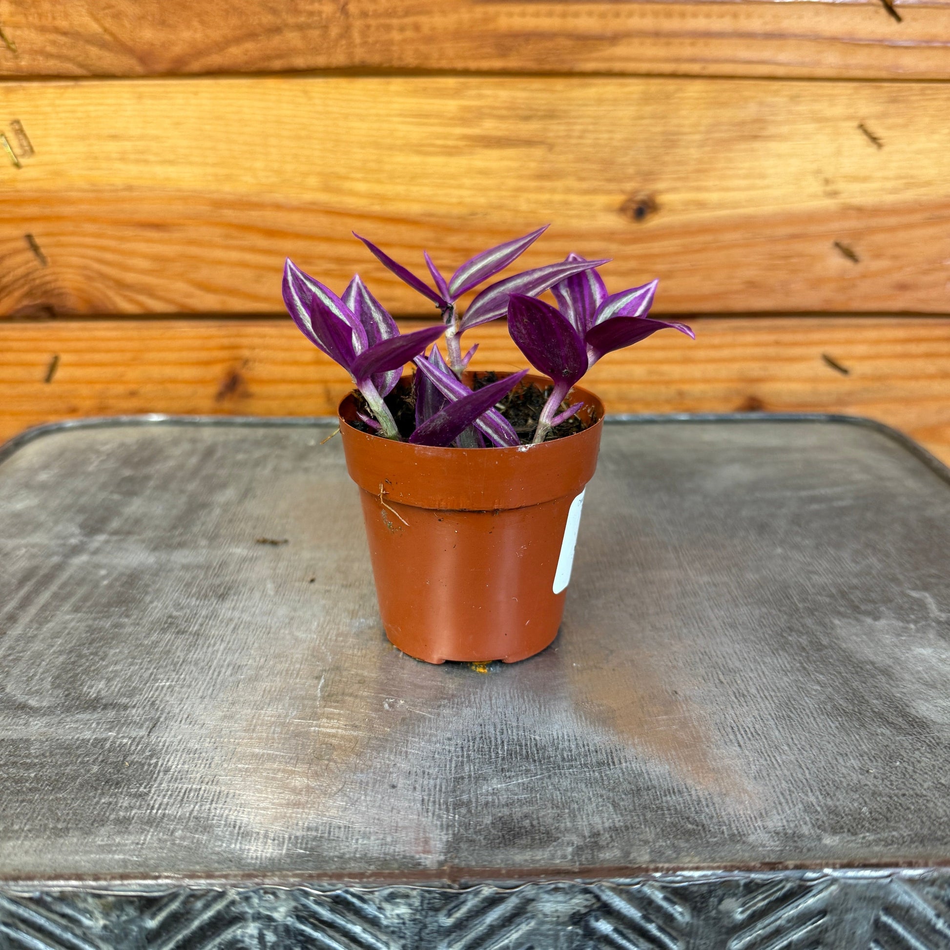Tradescantia Pink Paradise, 2" Plant - Tampa Home & Garden Store