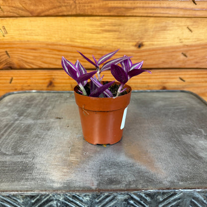 Tradescantia Pink Paradise, 2" Plant - Tampa Home & Garden Store