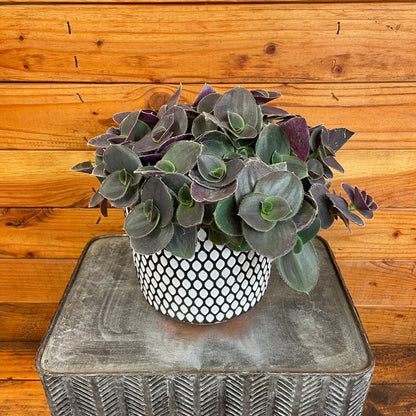 Tradescantia Sillamontana Purple Teddy Bear Vine, 6" Plant - Tampa Home & Garden Store