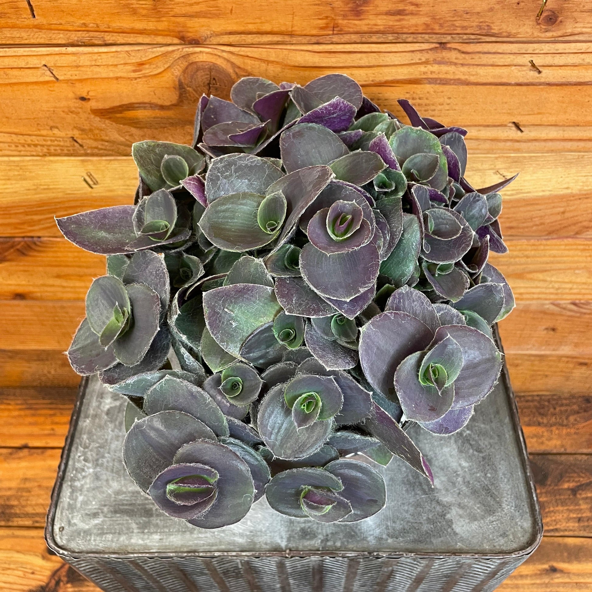 Tradescantia Sillamontana Purple Teddy Bear Vine, 6" Plant - Tampa Home & Garden Store