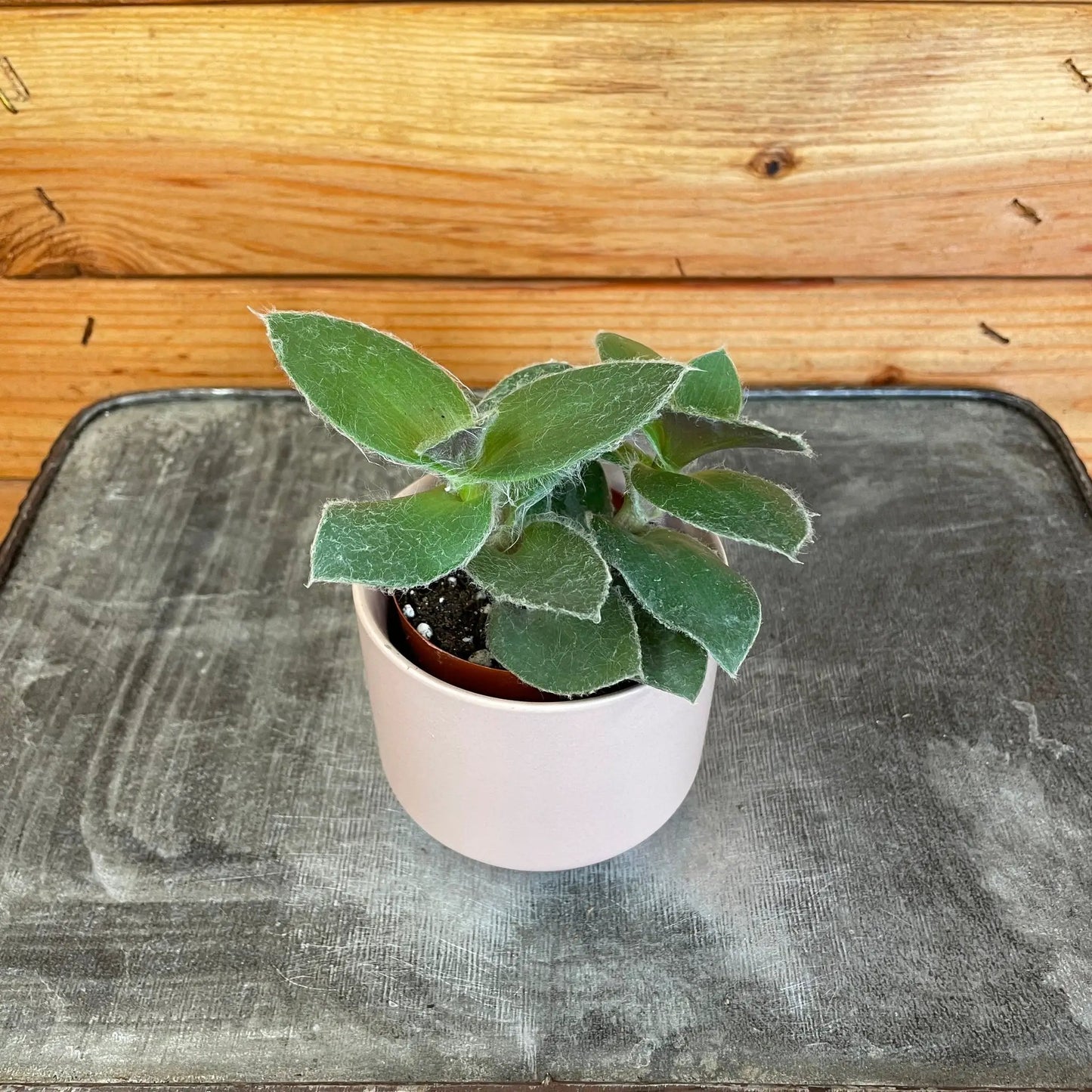 Tradescantia Sillamontana Teddy Bear Vine, 2" Plant - Tampa Home & Garden Store