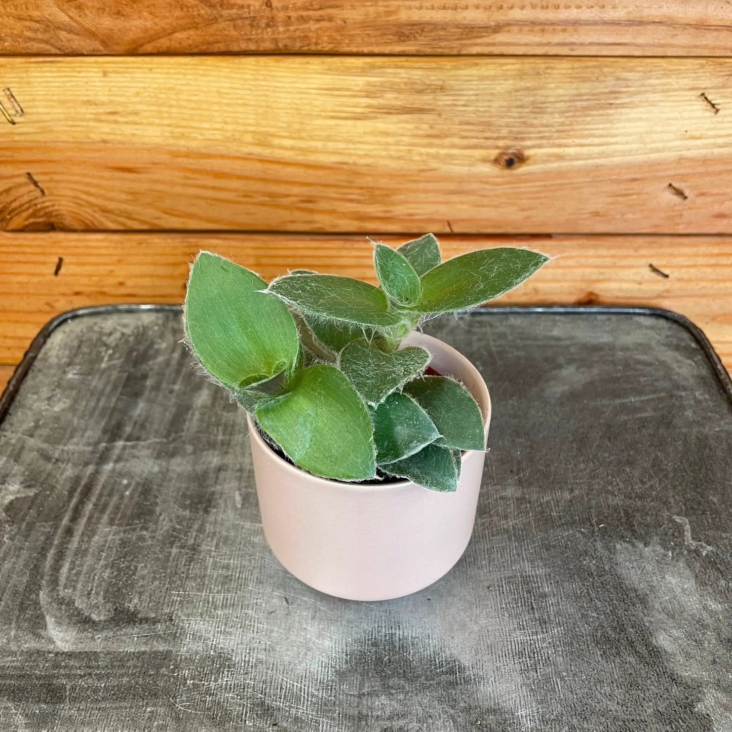 Tradescantia Sillamontana Teddy Bear Vine, 2" Plant - Tampa Home & Garden Store