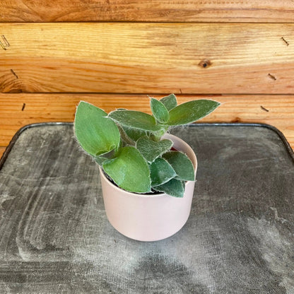 Tradescantia Sillamontana Teddy Bear Vine, 2" Plant - Tampa Home & Garden Store