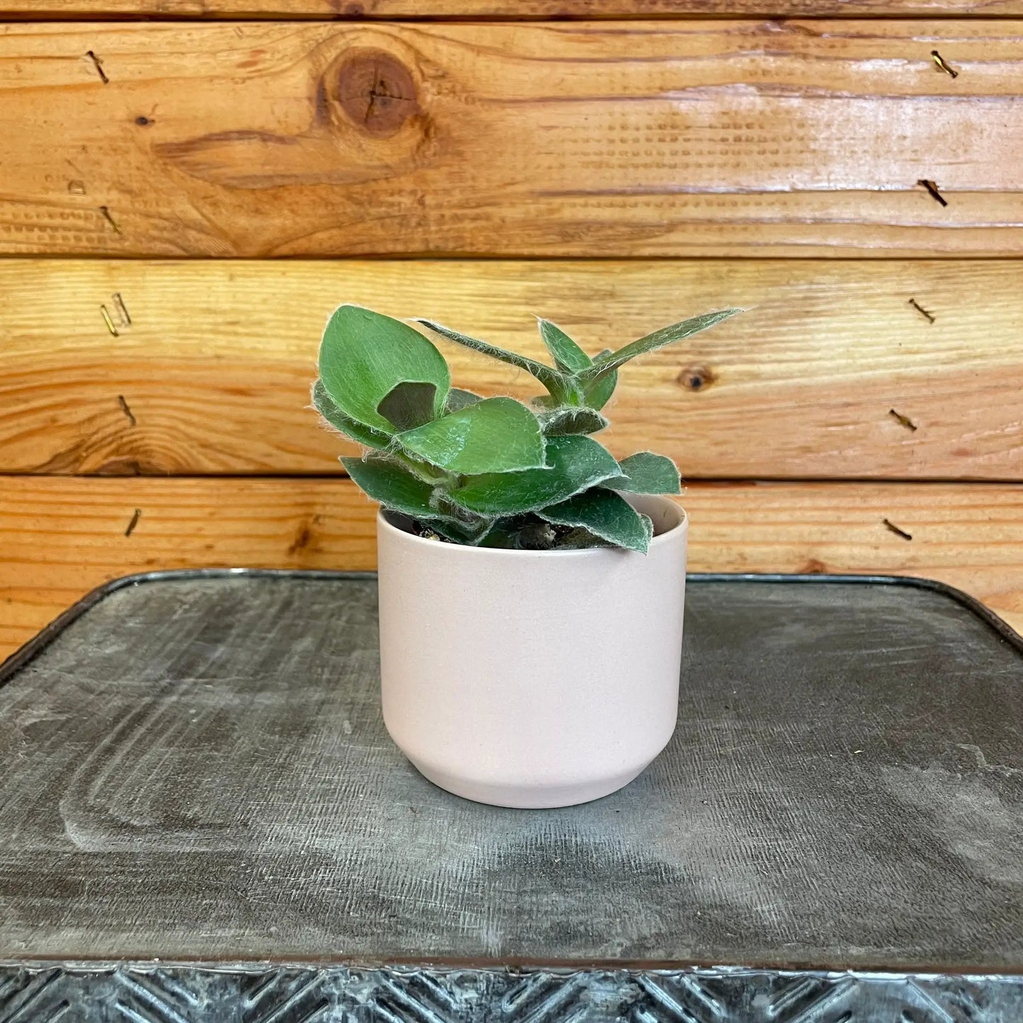 Tradescantia Sillamontana Teddy Bear Vine, 2" Plant - Tampa Home & Garden Store