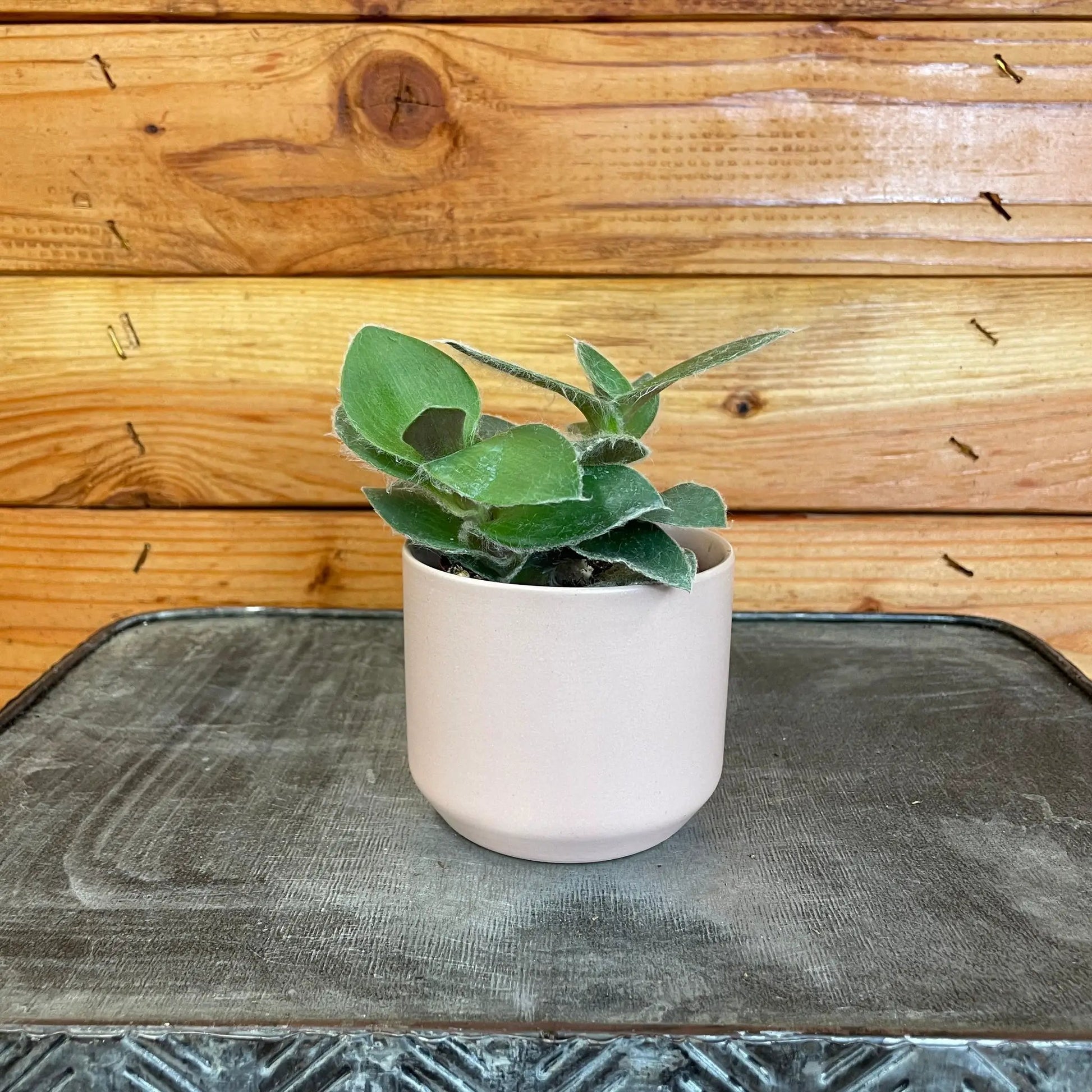 Tradescantia Sillamontana Teddy Bear Vine, 2" Plant - Tampa Home & Garden Store