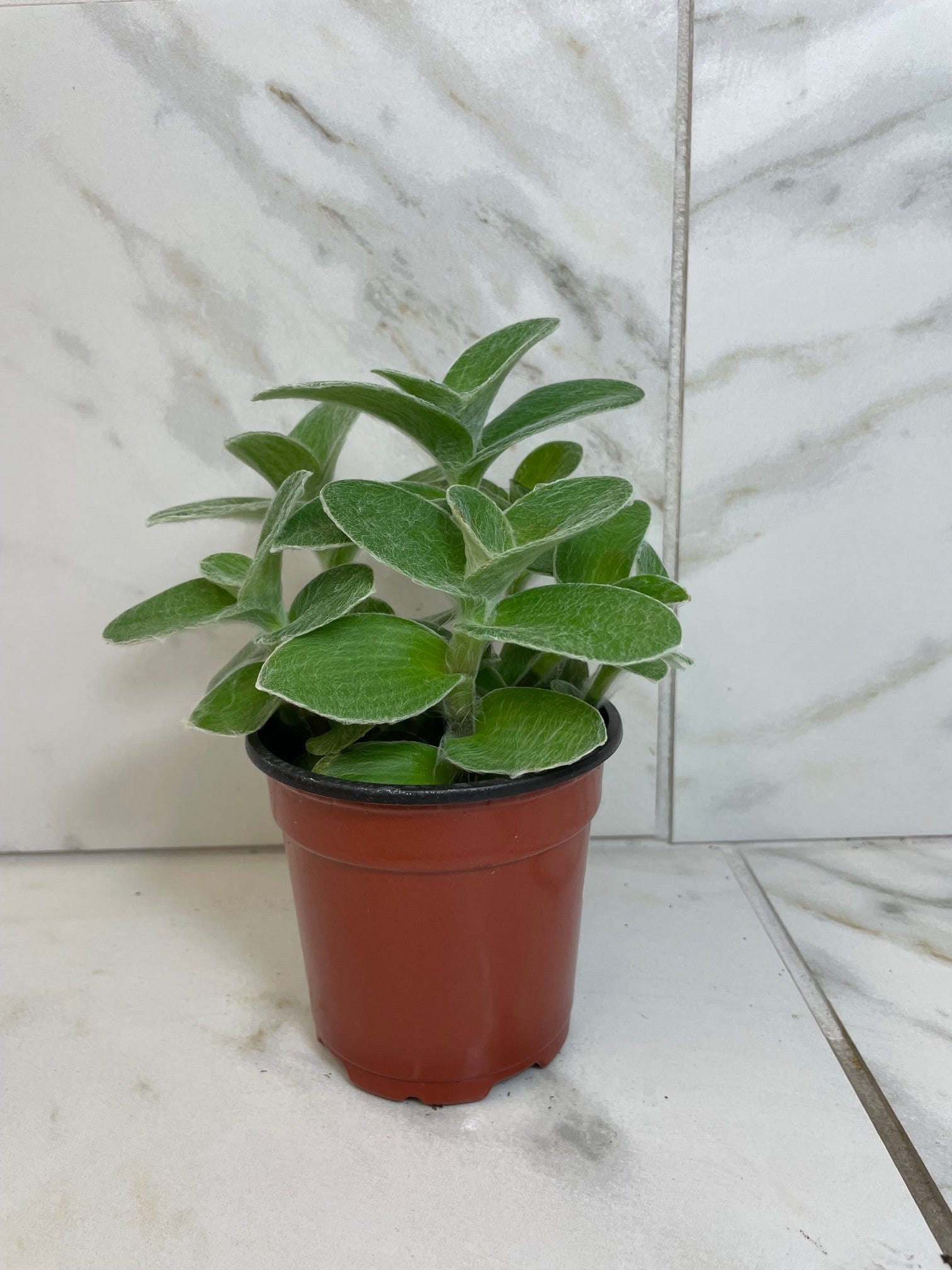 Tradescantia Sillamontana Teddy Bear Vine, 4" Plant - Tampa Home & Garden Store