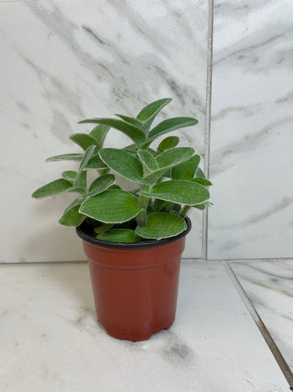 Tradescantia Sillamontana Teddy Bear Vine, 4" Plant - Tampa Home & Garden Store