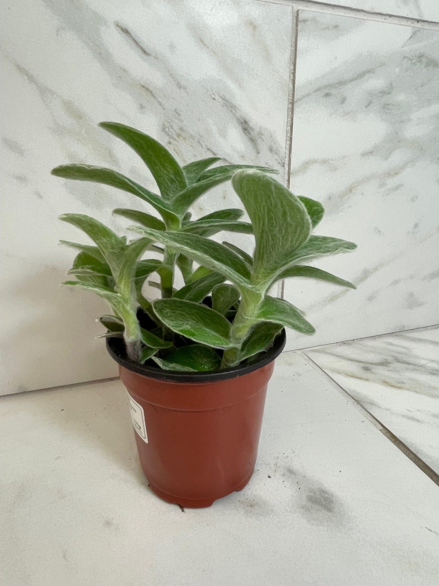 Tradescantia Sillamontana Teddy Bear Vine, 4" Plant - Tampa Home & Garden Store