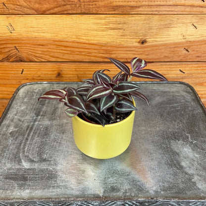 Tradescantia Zebrina Red Mini, 2" Plant - Tampa Home & Garden Store