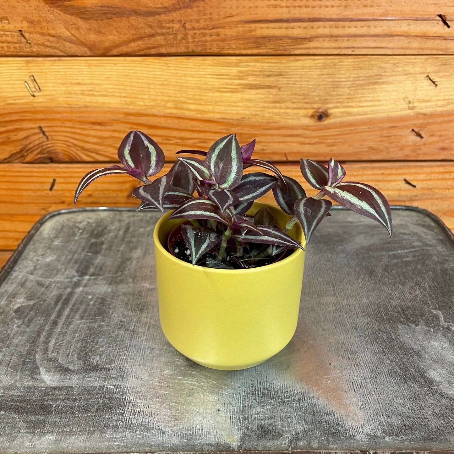 Tradescantia Zebrina Red Mini, 2" Plant - Tampa Home & Garden Store