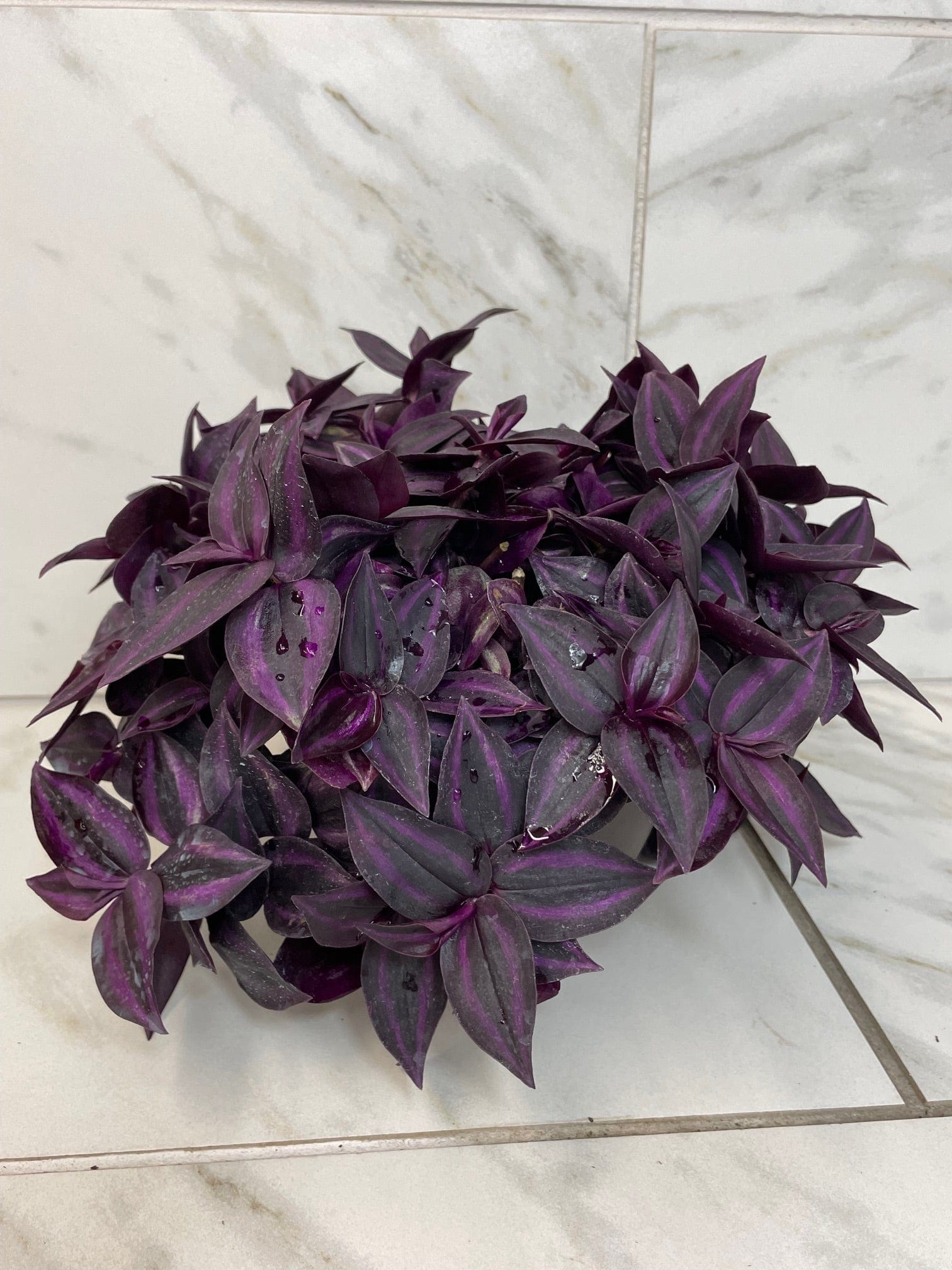 Tradescantia Zebrina Red Mini, 6" Plant - Tampa Home & Garden Store
