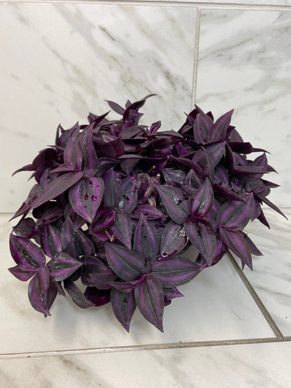 Tradescantia Zebrina Red Mini, 6" Plant - Tampa Home & Garden Store