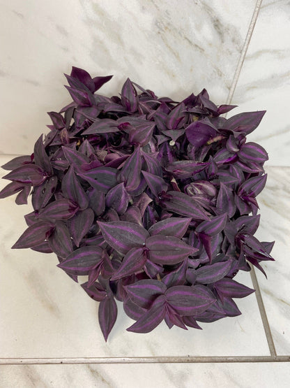Tradescantia Zebrina Red Mini, 6" Plant - Tampa Home & Garden Store