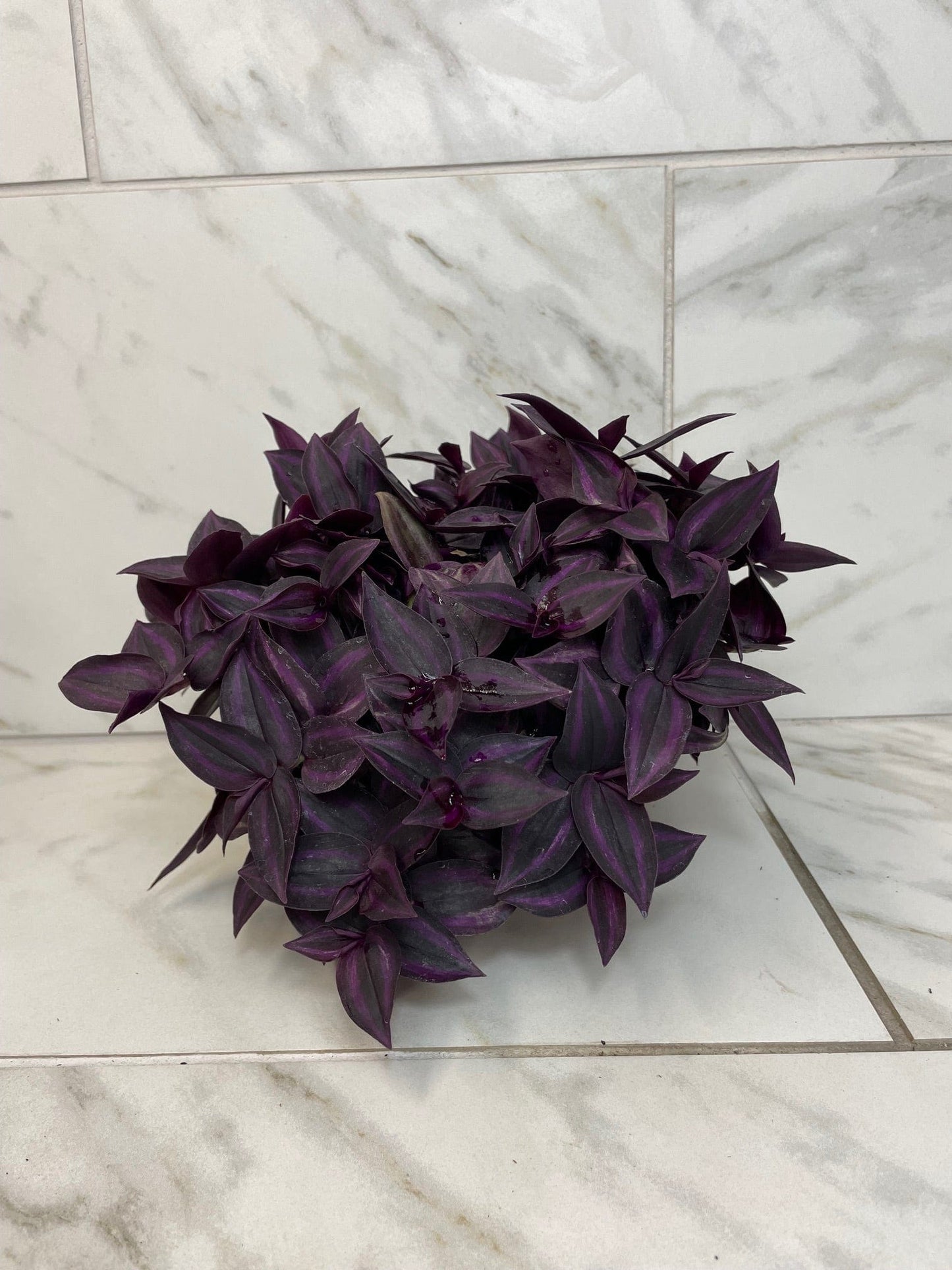 Tradescantia Zebrina Red Mini, 6" Plant - Tampa Home & Garden Store