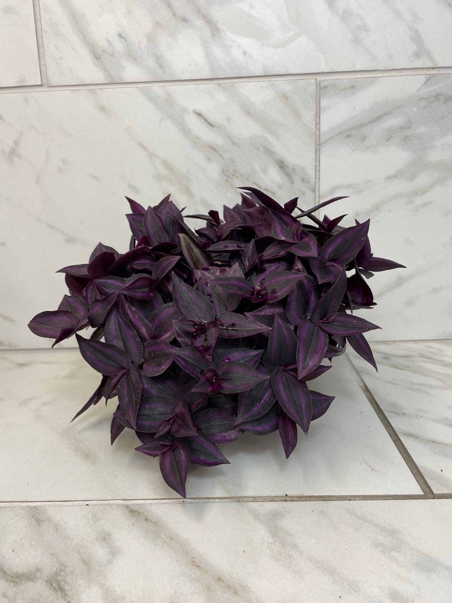 Tradescantia Zebrina Red Mini, 6" Plant - Tampa Home & Garden Store