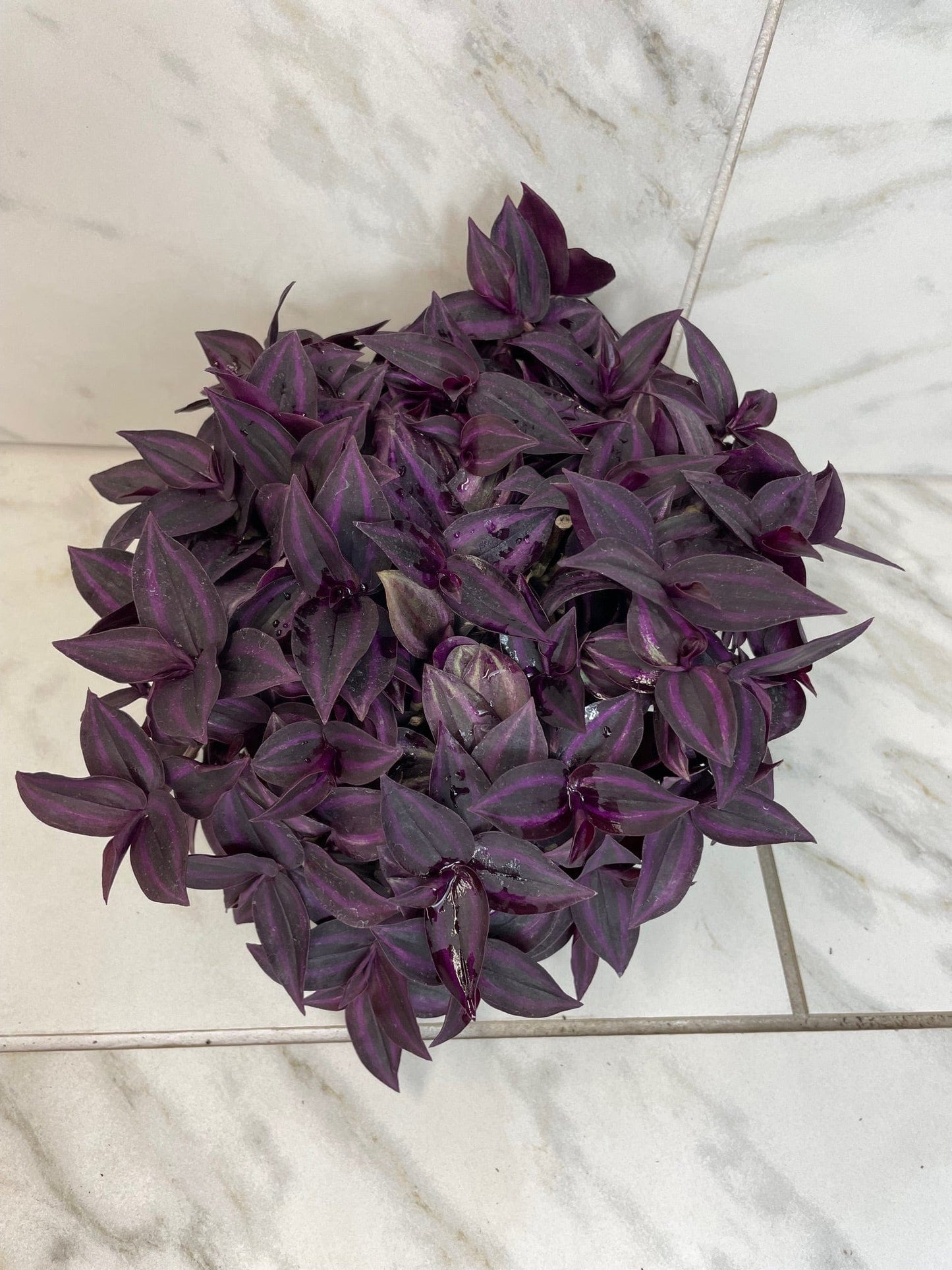Tradescantia Zebrina Red Mini, 6" Plant - Tampa Home & Garden Store