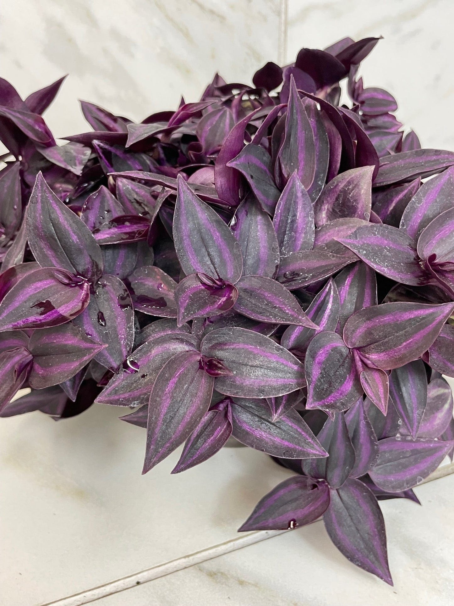 Tradescantia Zebrina Red Mini, 6" Plant - Tampa Home & Garden Store