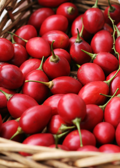 Tree Tomato, Red (Cyphomandra betaceae) - Tampa Home & Garden Store
