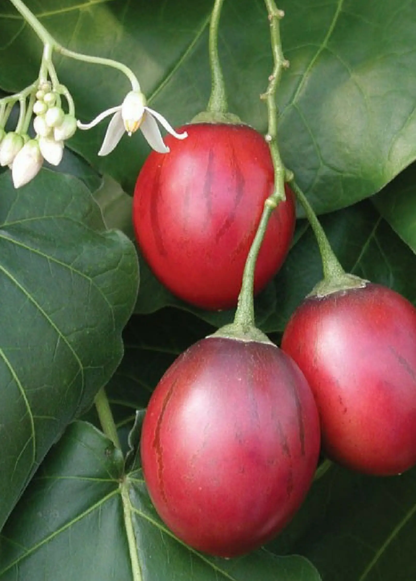 Tree Tomato, Red (Cyphomandra betaceae) - Tampa Home & Garden Store