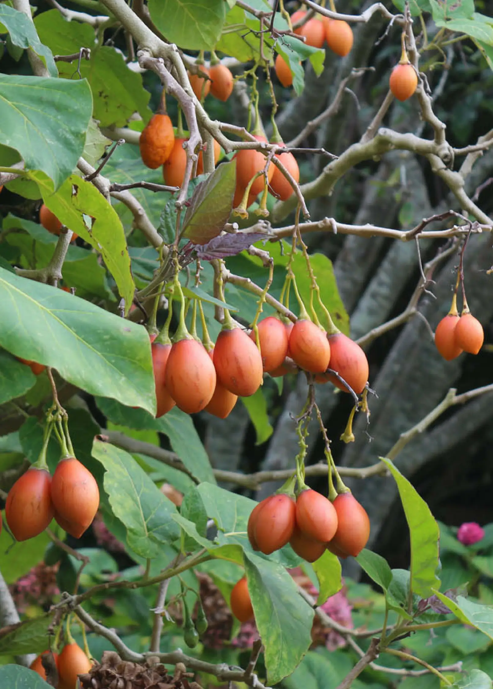 Tree Tomato, Red (Cyphomandra betaceae) - Tampa Home & Garden Store