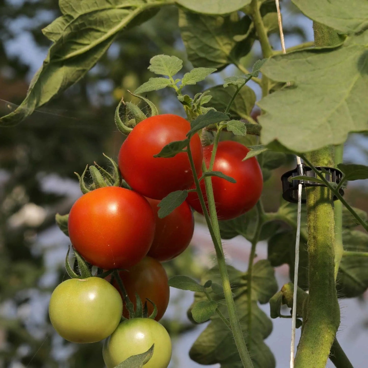 Ganchos enrollables para tomates