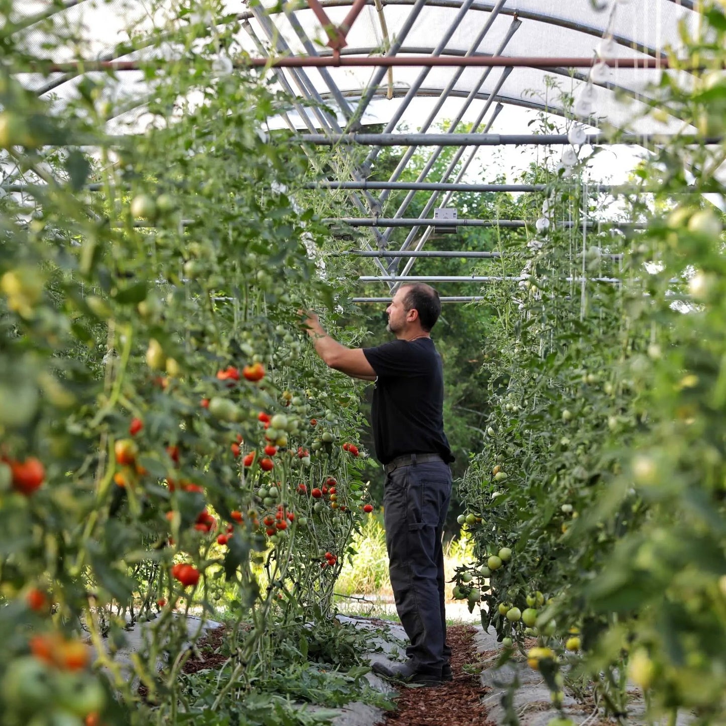 Ganchos enrollables para tomates