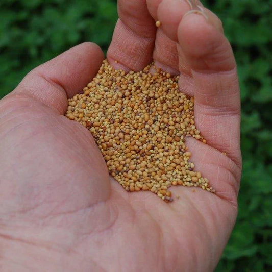 Tri-Clover - Red, White, & Crimson Clovers - Alternative Lawn Seed - Tampa Home & Garden Store