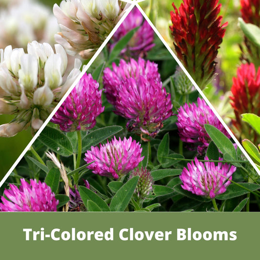 Tri-Color Clover Seed Easy Spread Shaker seeds for lawns with pink white blooms on Tampa Home & Garden Store