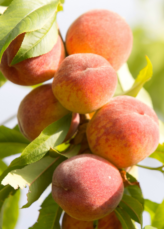 Peach 'Tropic Beauty' Tree (Prunus persica)