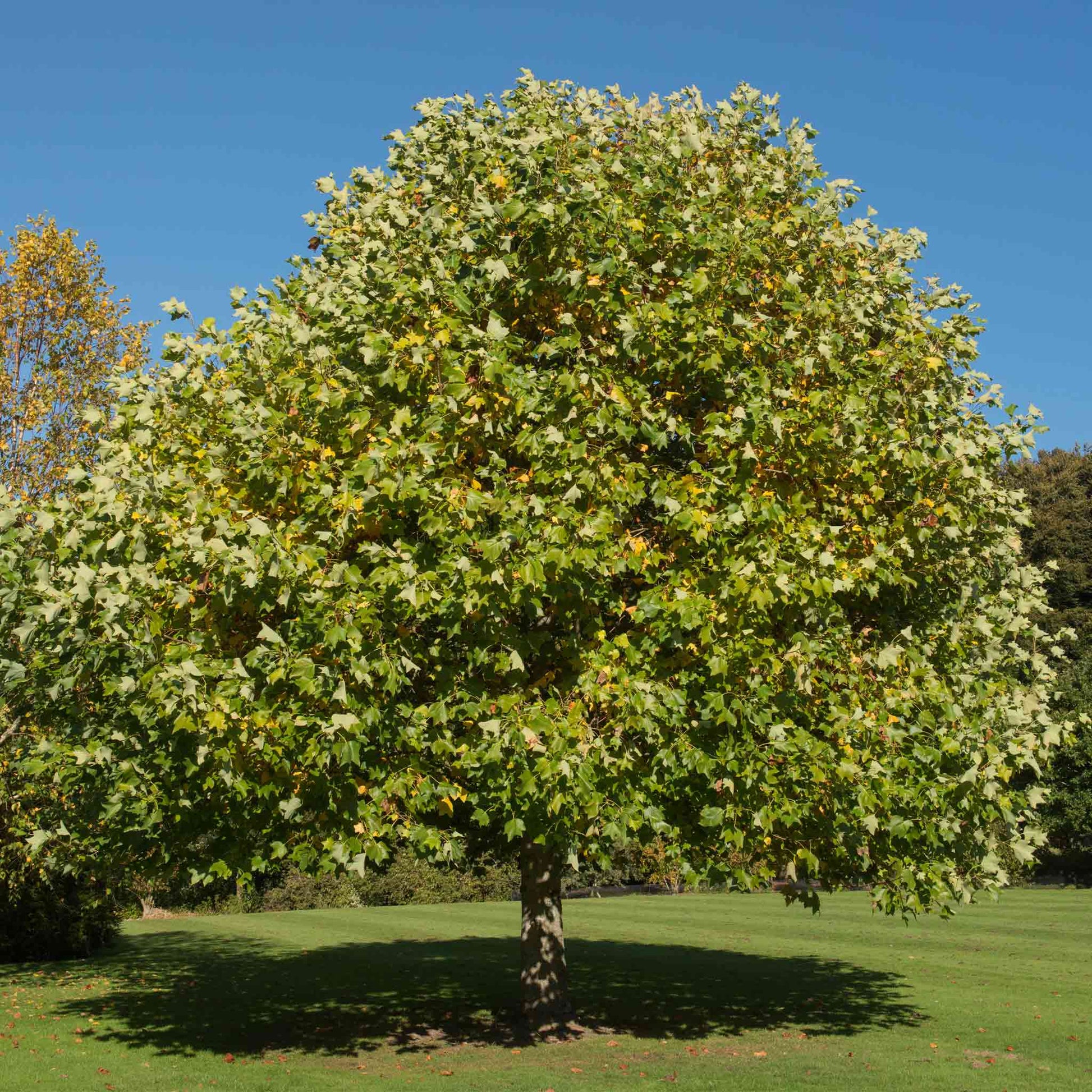 Tulip Poplar plant by Live Good Logistics with lush green lobed leaves under blue sky on Tampa Home & Garden Store