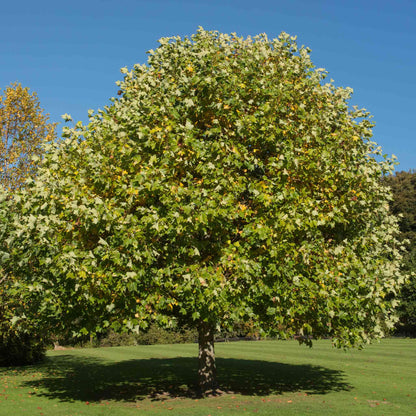 Tulip Poplar plant by Live Good Logistics with lush green lobed leaves under blue sky on Tampa Home & Garden Store