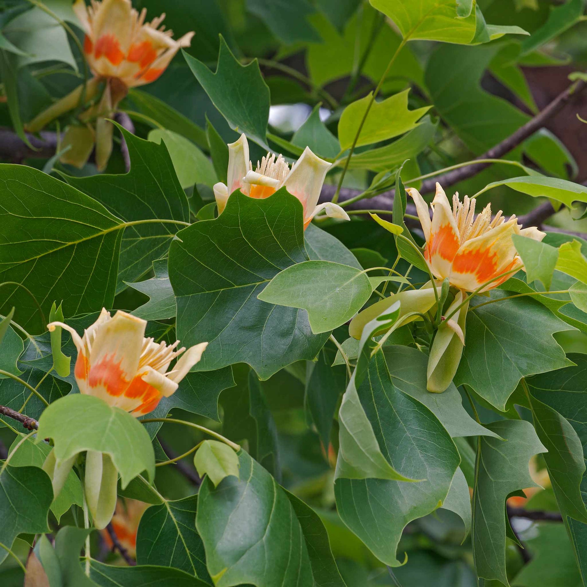 Tulip Poplar plant with green lobed leaves and orange blooms; Live Good Logistics on Tampa Home & Garden Store