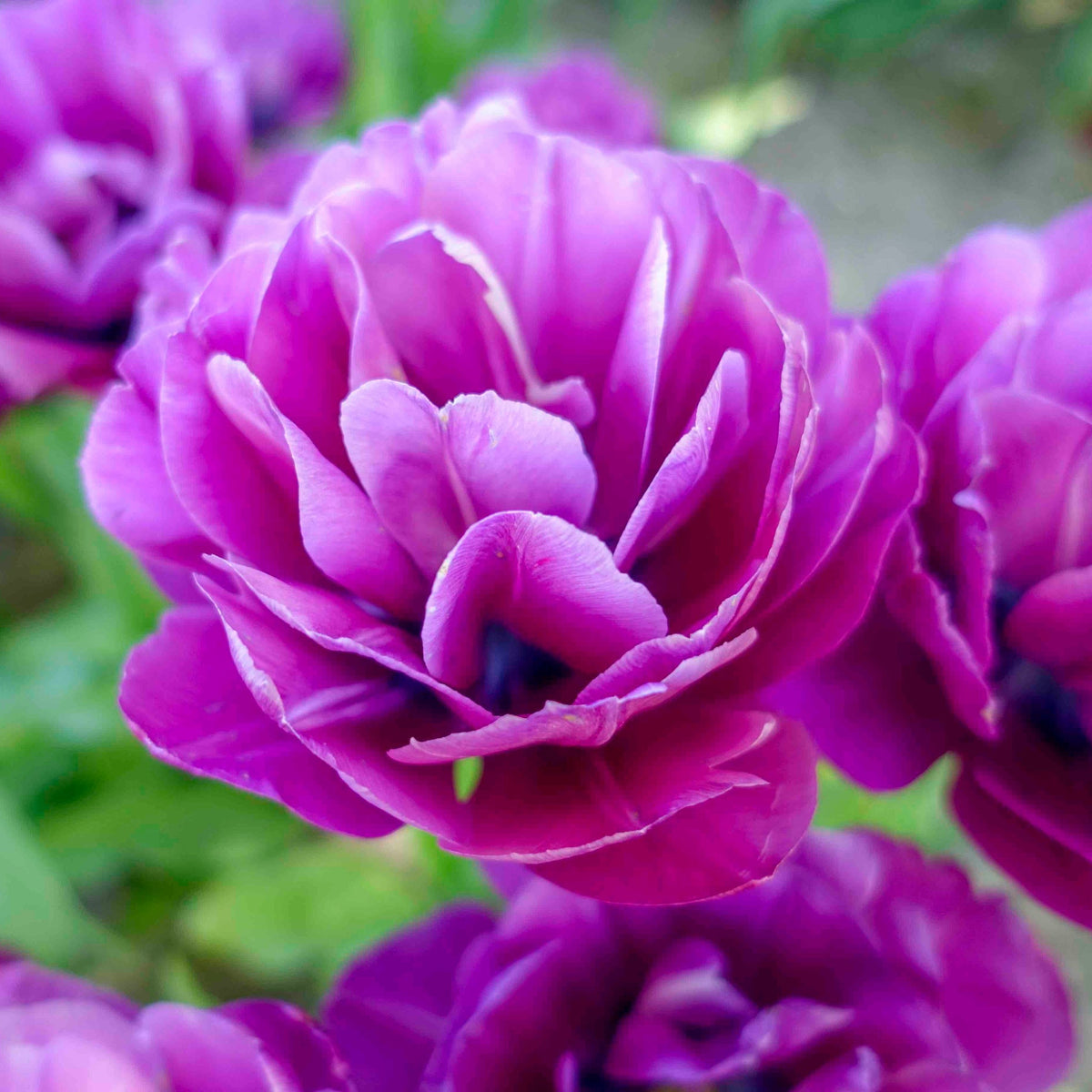 Blue Spectacle Double Peony Tulip plant bloom with vivid purple petals on Tampa Home & Garden Store