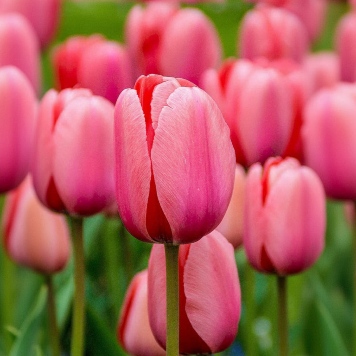 Pink Impression Darwin Hybrid Tulip plant in bloom with vibrant pink petals on Tampa Home & Garden Store