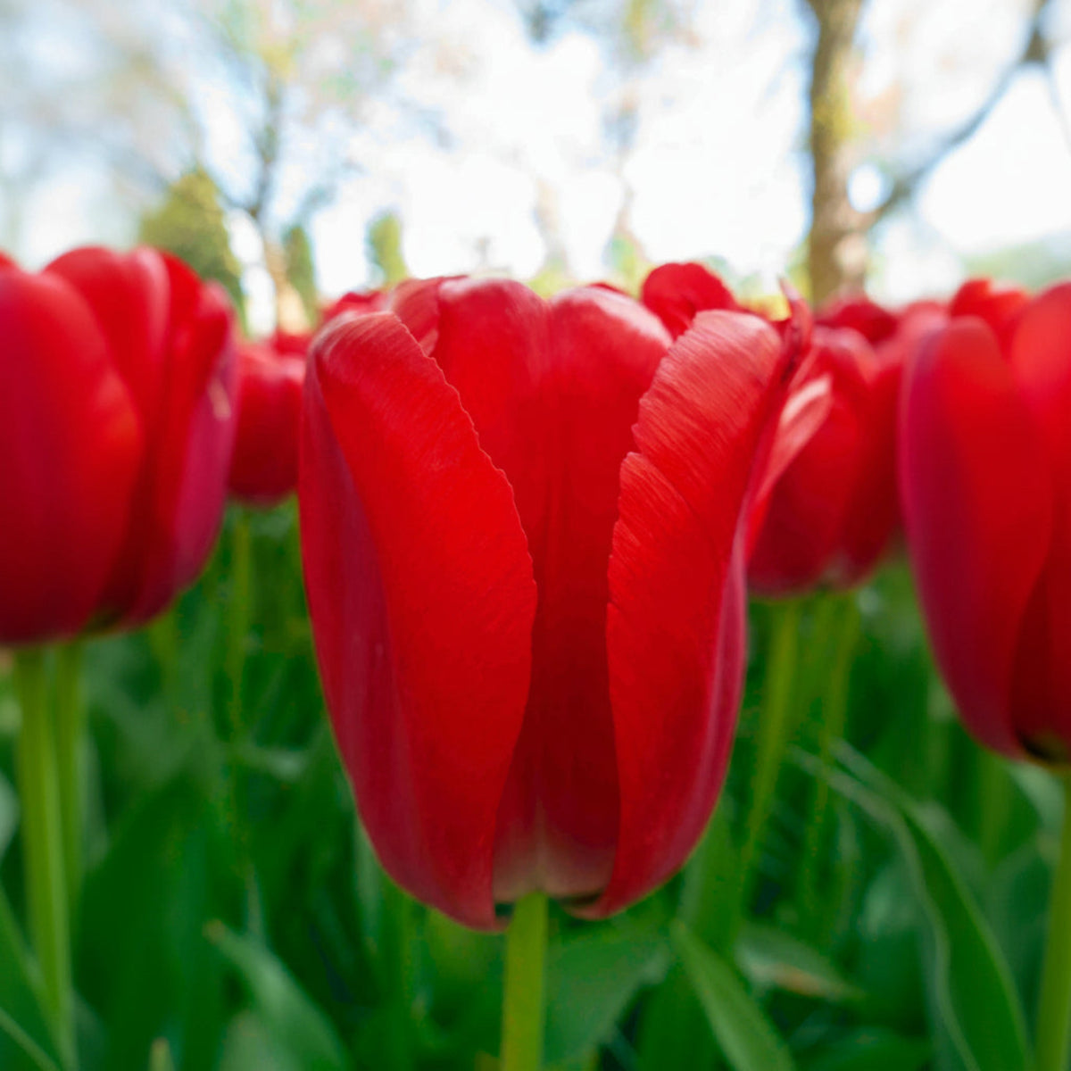 Red Pride Darwin Hybrid Tulip plant with vivid red petals in bloom on Tampa Home & Garden Store
