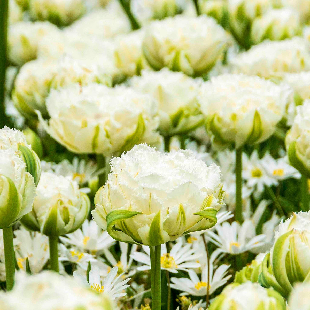 Snow Crystal Double Fringed Tulip plant in bloom, white petals, Live Good Logistics on Tampa Home & Garden Store