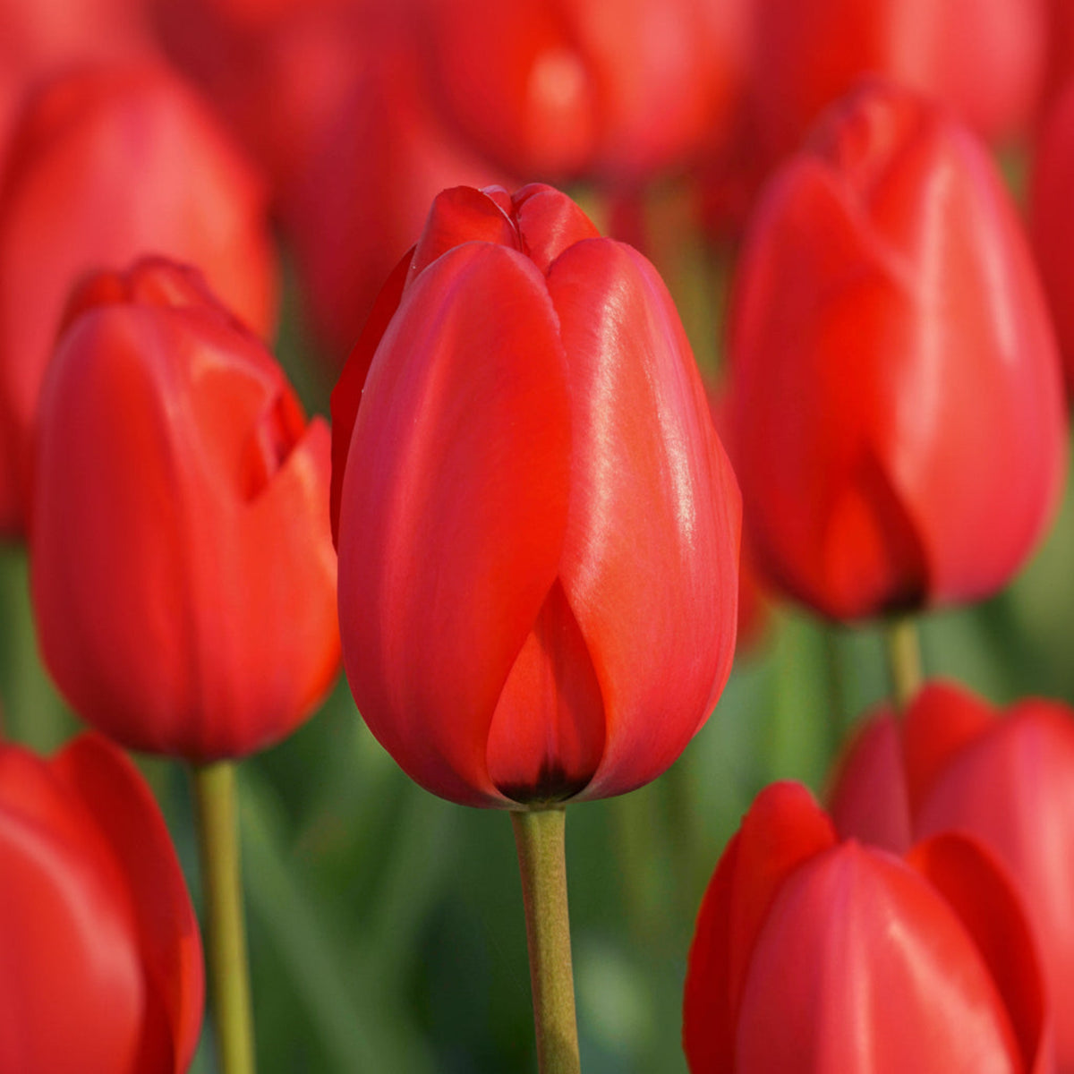 Red Impression Darwin Hybrid Tulip plant with bright red petals by Live Good Logistics on Tampa Home & Garden Store