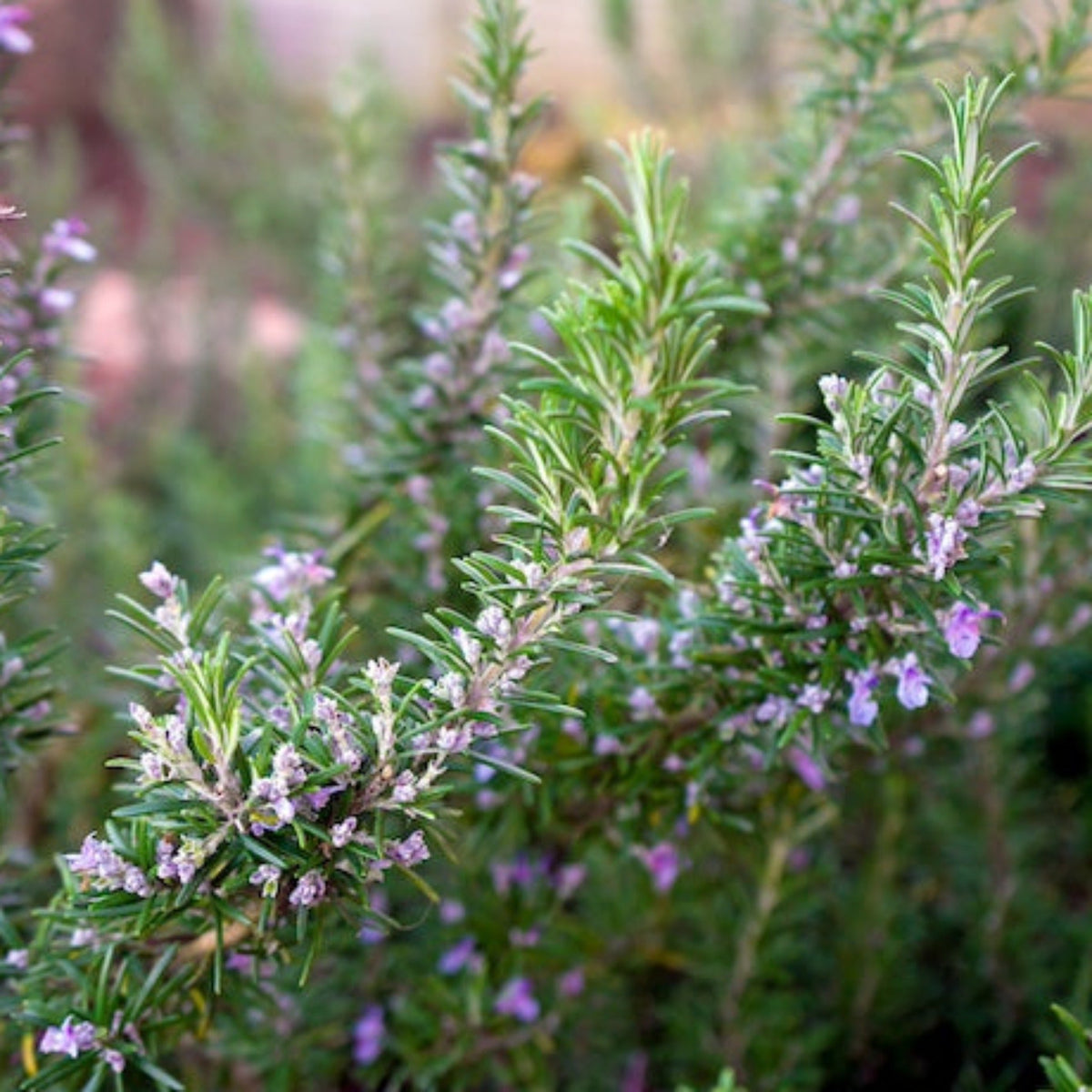 Tuscan Blue Rosemary plant with slender leaves and tiny purple flowers on Tampa Home & Garden Store