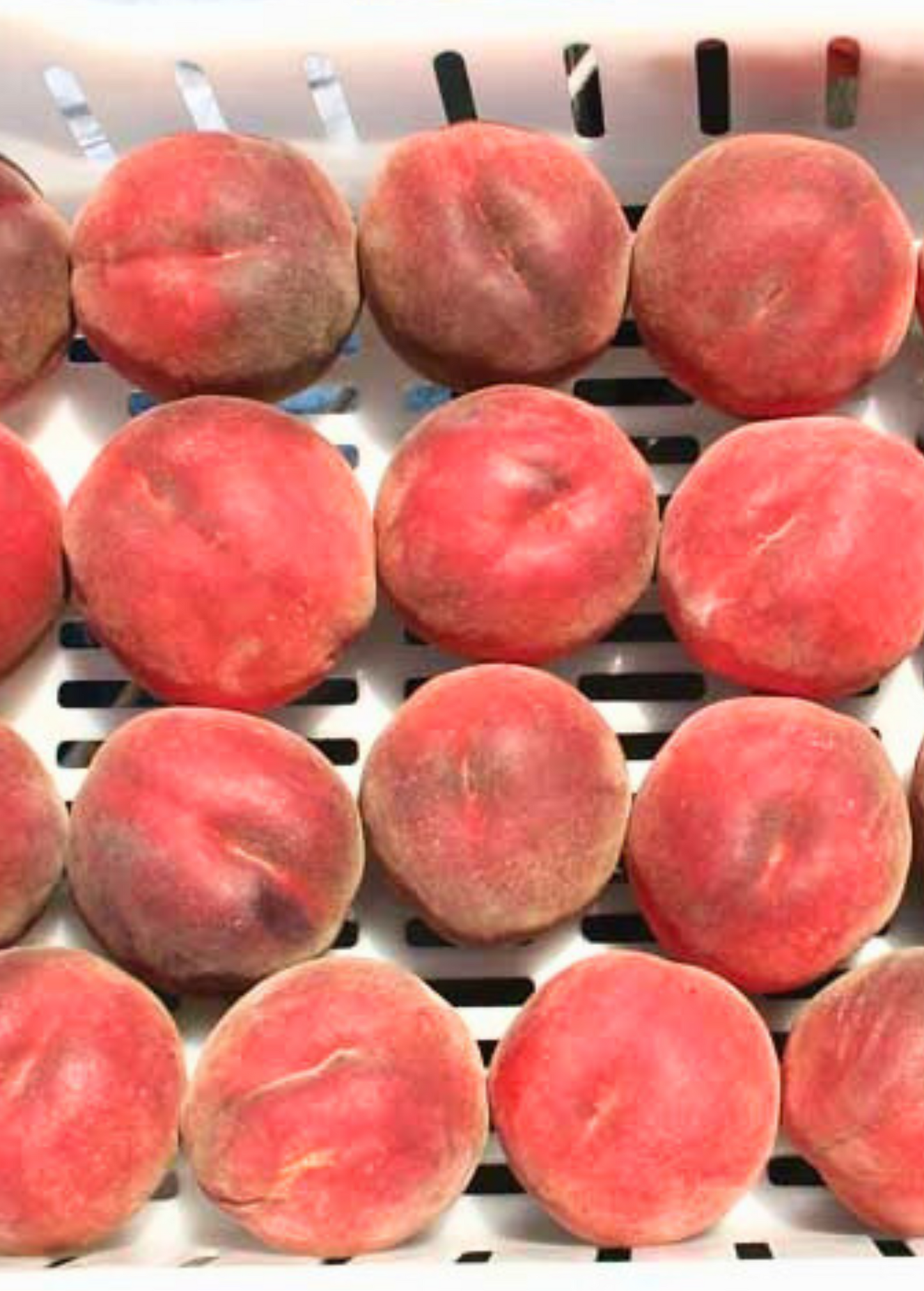 Melocotonero 'UF One' (Prunus persica)