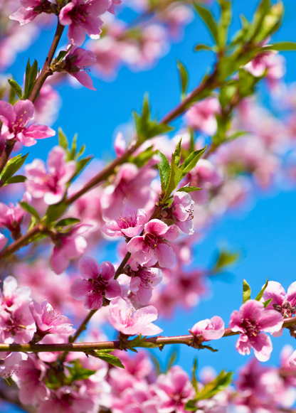 Melocotonero 'UF One' (Prunus persica)