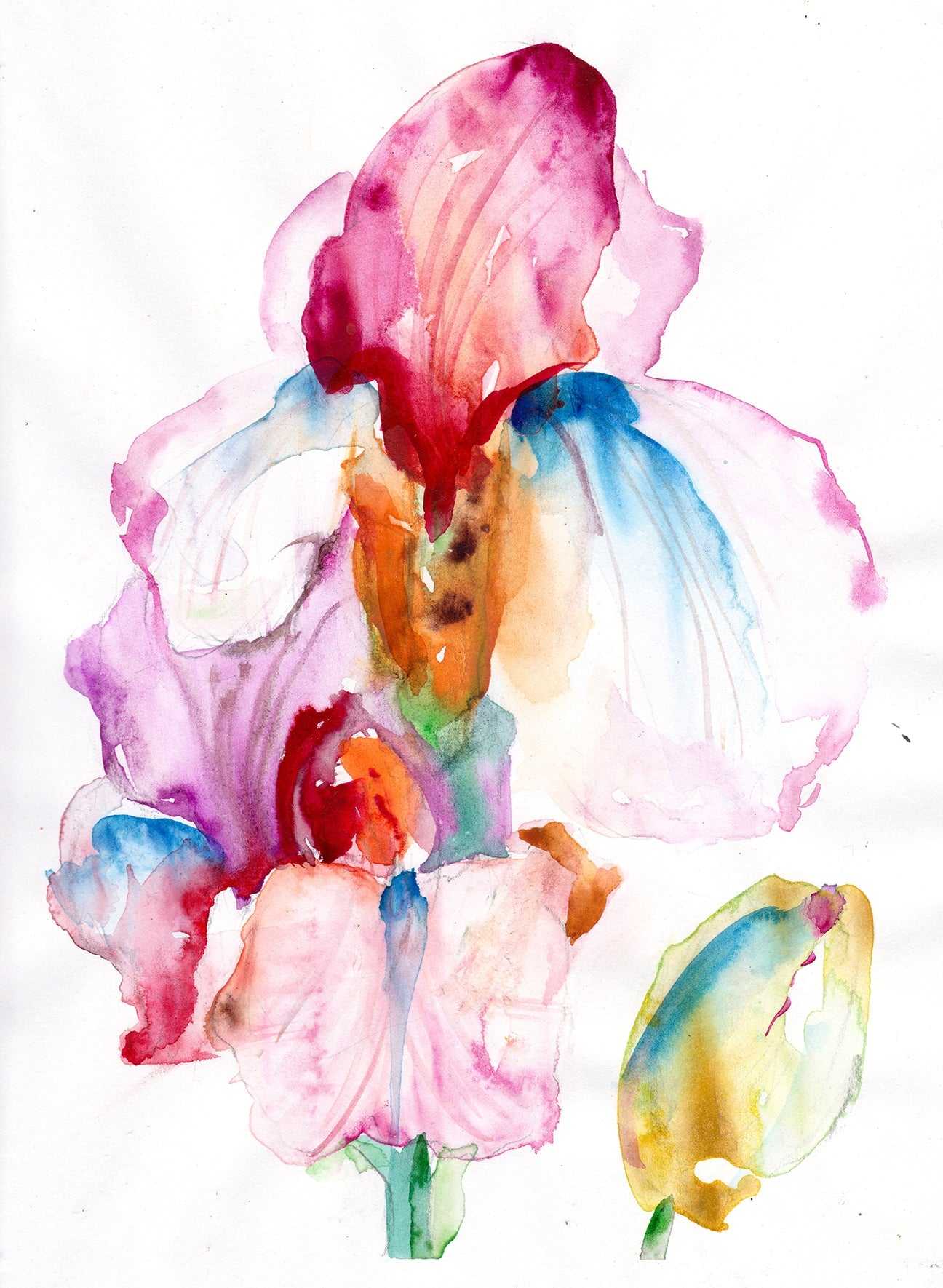 Iris Unicornio – Lámina de Bellas Artes