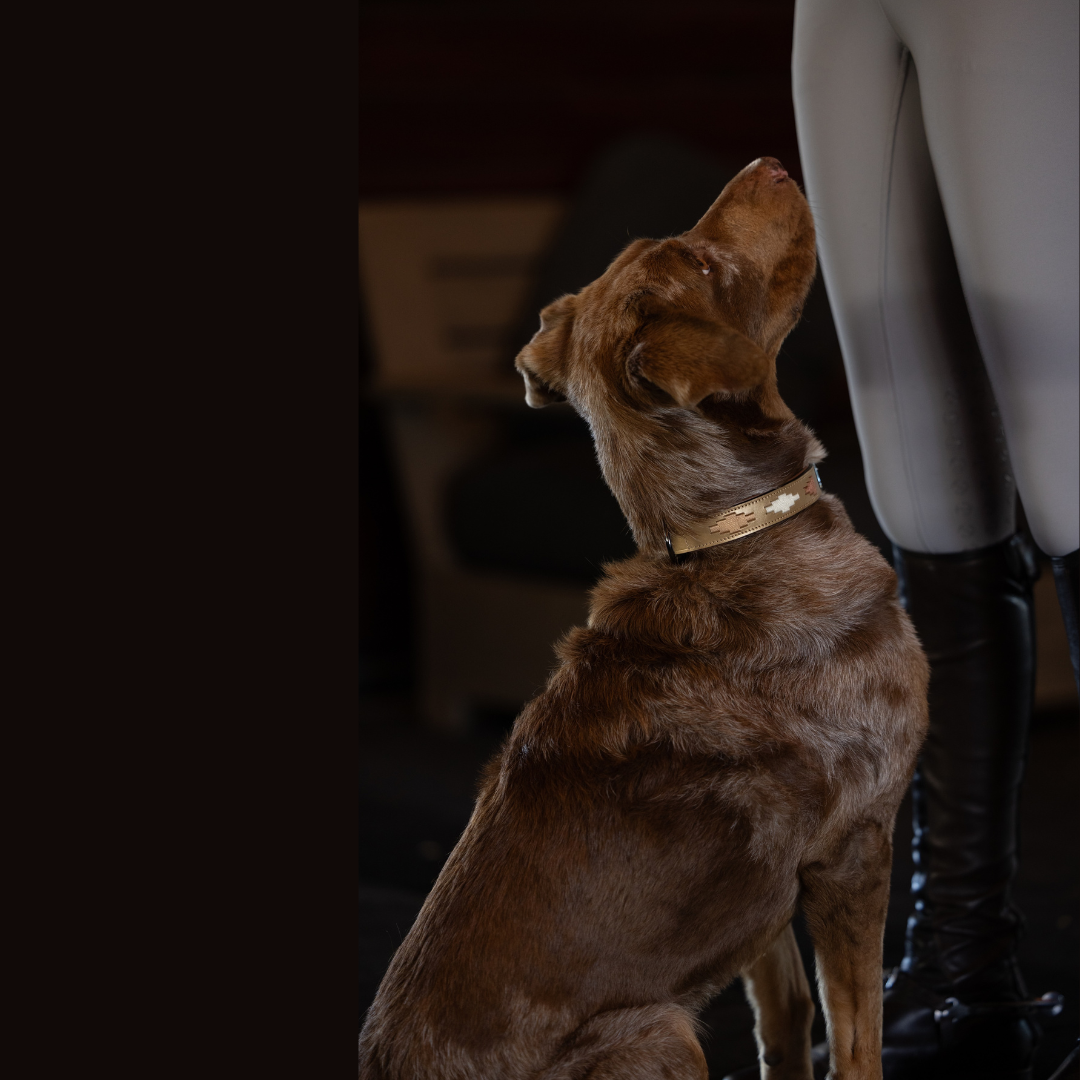Gilded Solstice Leather Dog Collar on a brown dog with a beige bone-pattern strap Halter Ego on Tampa Home & Garden Store