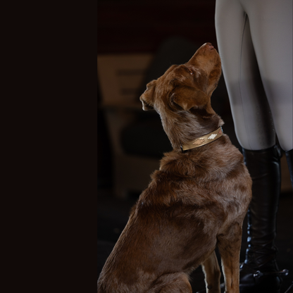 Gilded Solstice Leather Dog Collar on a brown dog with a beige bone-pattern strap Halter Ego on Tampa Home & Garden Store