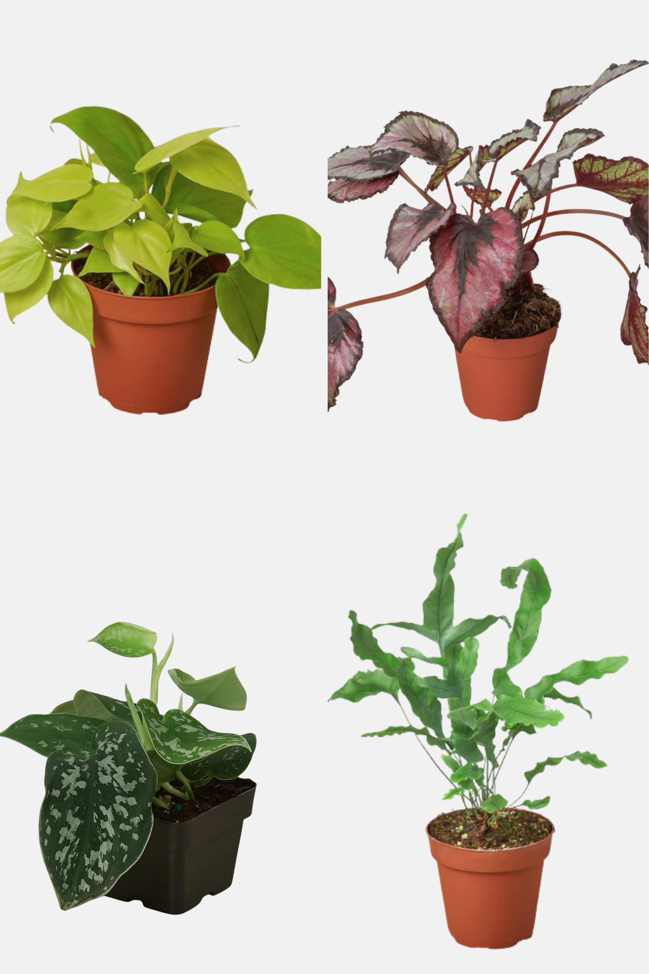 Velvet Forest 4-pack mixed potted houseplants: lime philodendron, purple-leaf plant on Tampa Home & Garden Store