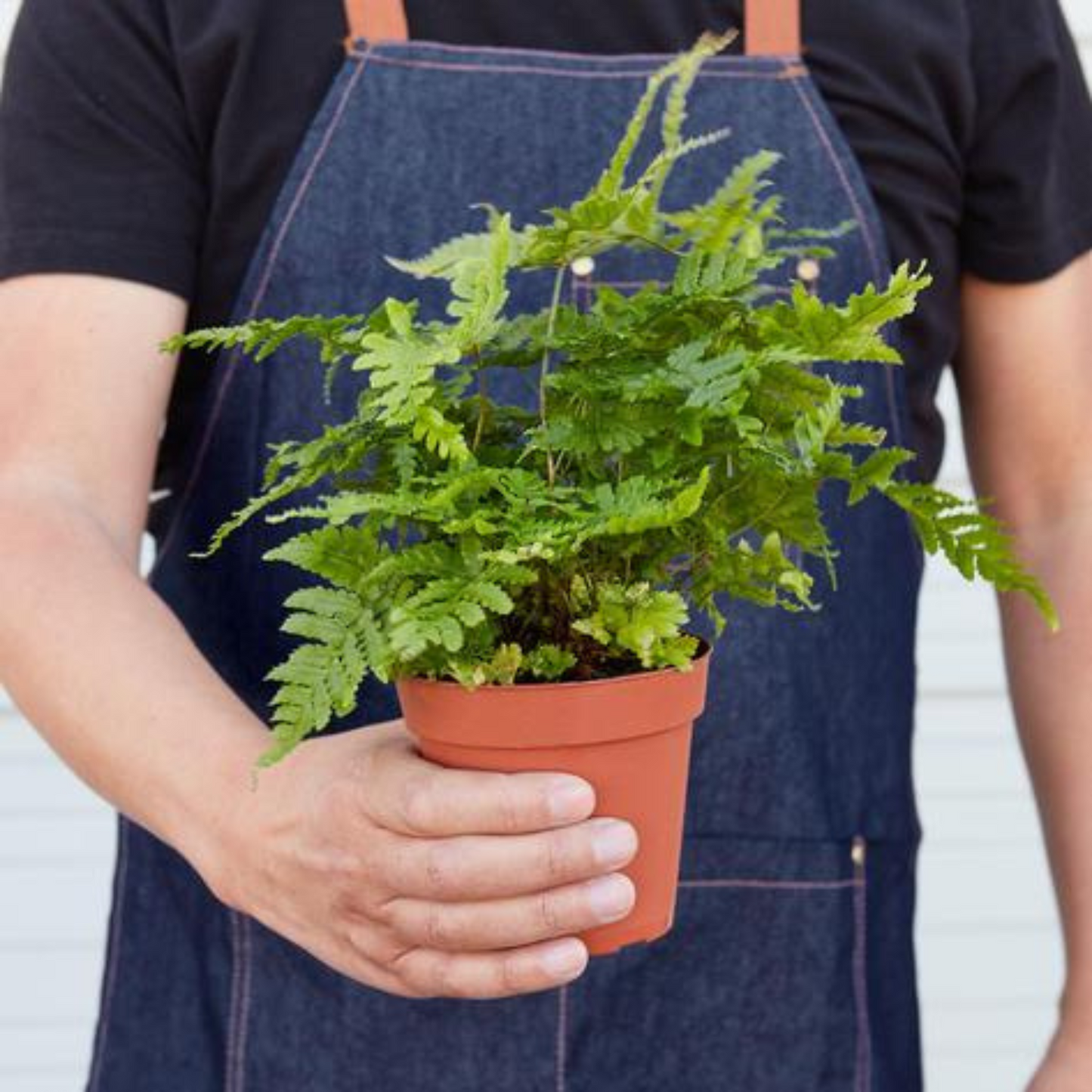 Autumn Fern in 4-inch nursery pot with pot, vibrant green fronds Rooted Treasures Farms on Tampa Home & Garden Store