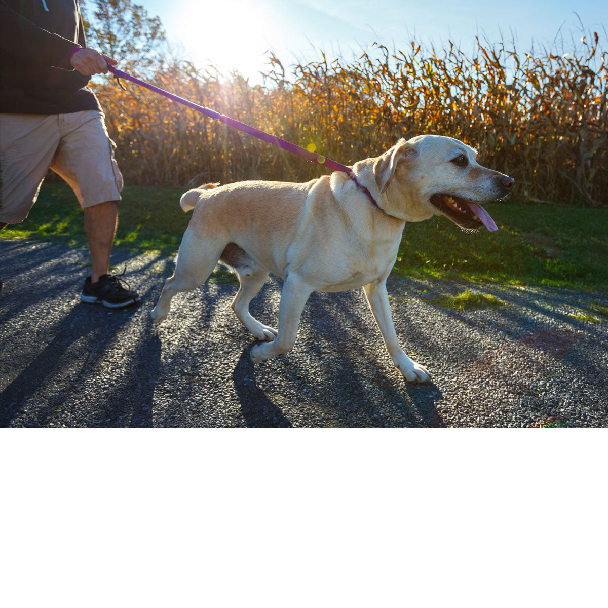 Urban Walk'r Shorter No Pull Leash for City Dogs