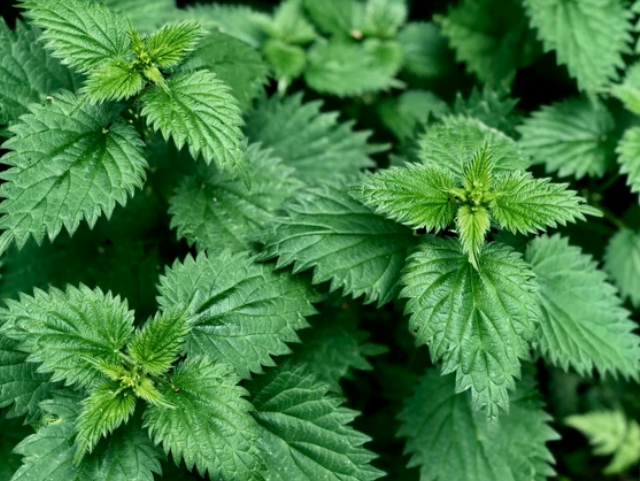 Urtica Dioica Stinging Nettle Seeds - Heirloom Perennial Herb, Iron-Rich Plant - Tampa Home & Garden Store