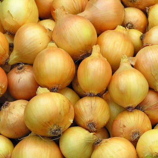 Utah Yellow Sweet Spanish Onion - 500 Seeds - Heirloom Non GMO  Garden Vegetable - Tampa Home & Garden Store